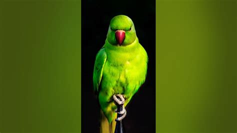 Parrots Youtube