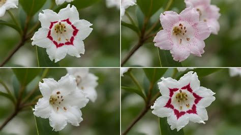 Mountain Laurel Complete Guide To Growing Kalmia Latifolia Blooming