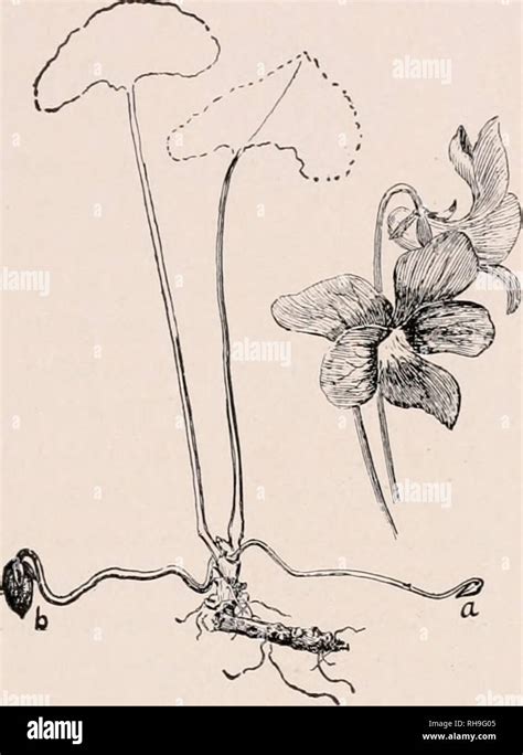 Pollination monoecious hi-res stock photography and images - Alamy