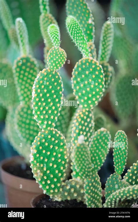 Opuntia Rufida Hi Res Stock Photography And Images Alamy