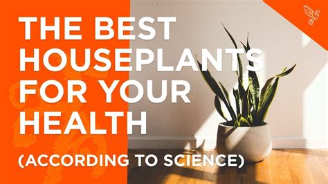 The Best Houseplants For Your Health According To Science Youtube