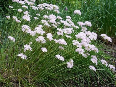 Allium Amplectens Alchetron The Free Social Encyclopedia