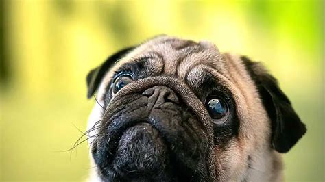 Dog Swollen Eye Home Treatment Simple Yet Effective Remedies For Eye