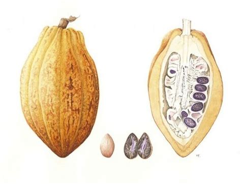Theobroma cacao – Eden Project Florilegium Society