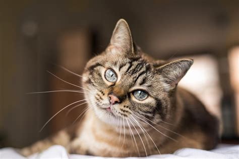 Hyperthyroidism Disease In Cats: Signs ,Symptoms & Treatment