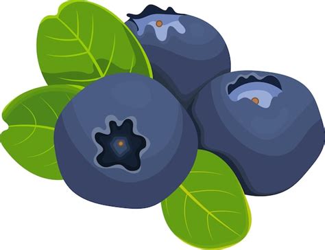 Premium Vector Blueberry Fruits With Leaves Vector Illustration