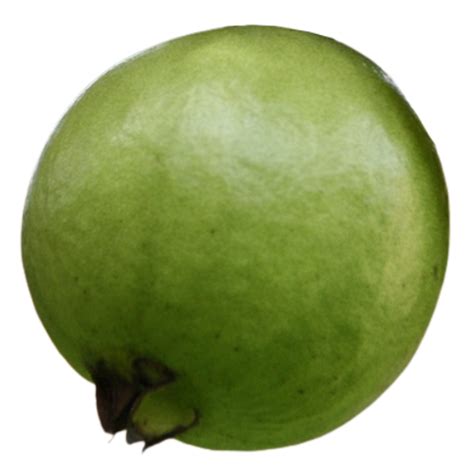 Bikini Season By Sol De Janeiro WikiScents