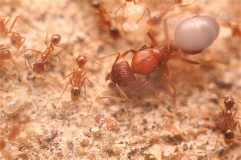 Ants Stateside Ants 33
