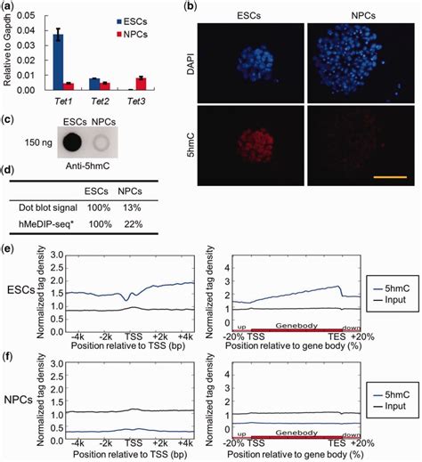 Differential Tet1/2/3 gene expression and global 5hmC levels in ESCs ...