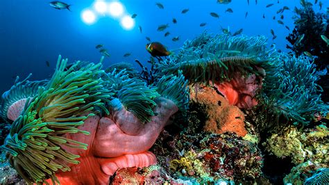 Dive into an underwater adventure in the Maldives | Article