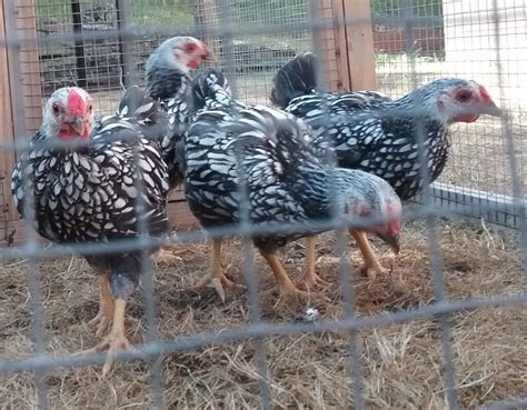 Silver laced wyandotte bantam chicks | in Dudley, West Midlands | Gumtree