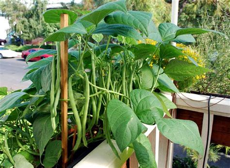 √ French Beans Plant Amanda Herrera