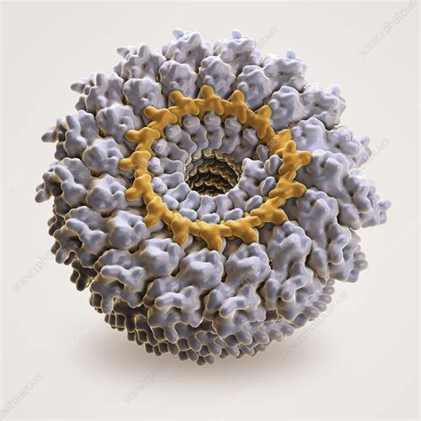 tobacco mosaic virus artwork stock image  science photo