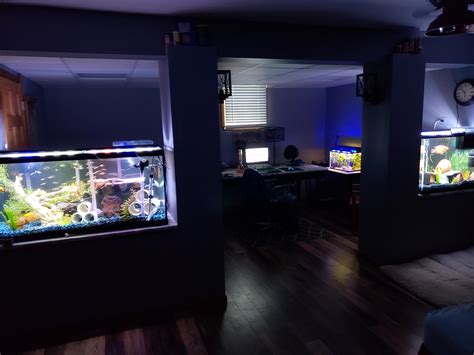 My Fish Room Aka My Bedroom Album In Comments Raquariums