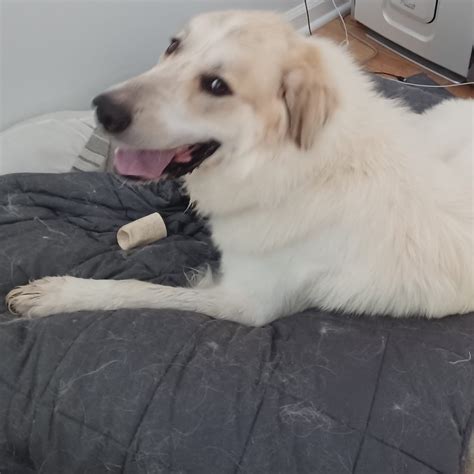 Cookie Great Pyrenees Rescue Of Atlanta