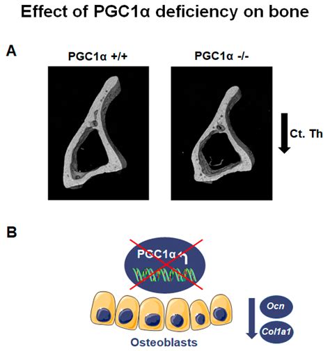 The Novel Role of PGC1α in Bone Metabolism