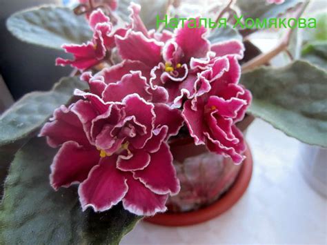 Фиалка Arcturus