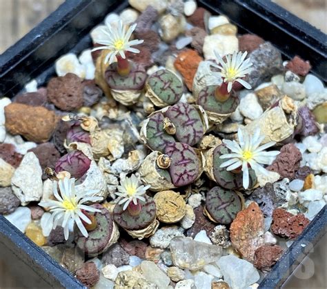 Shpr Conophytum Obcordellum Ssp Rolfii