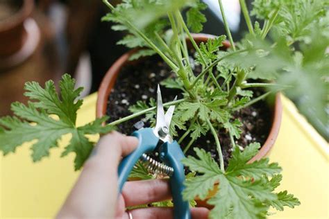 How To Propagate Citronella Geraniums Artofit