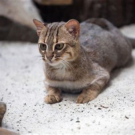 genus   cat diy seattle