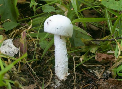 Amanita alba, Поплавок белый (Amanita vaginata var. alba)