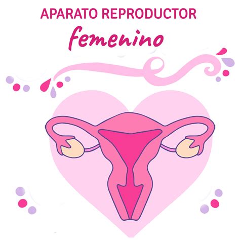 Dibujo Del Aparato Reproductor Femenino 9