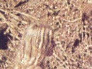 Naked Cheryl Smith Added By Lionheart