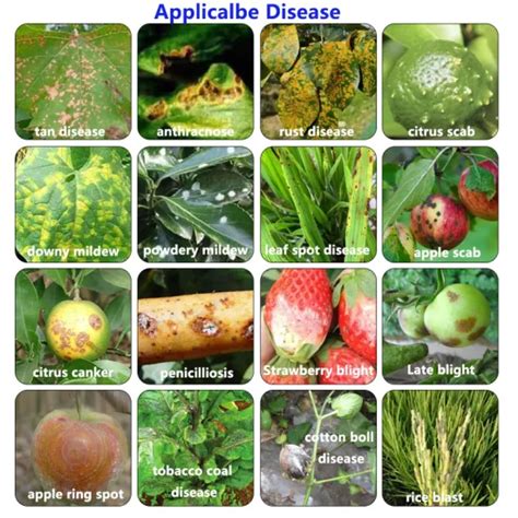 late blight protection potato blight fungicide protects  early