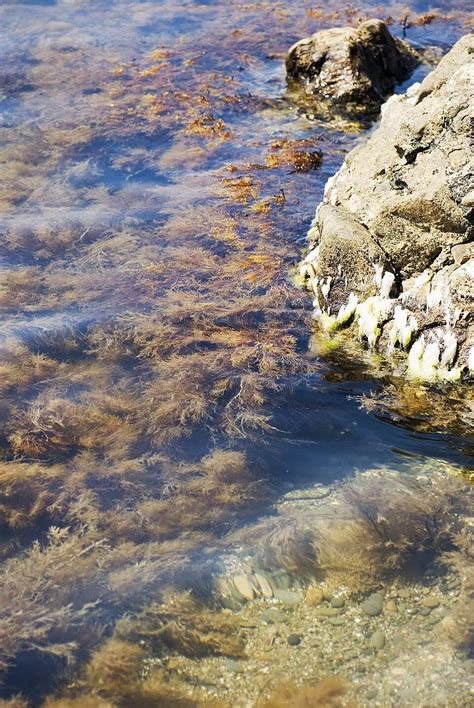 Picturesque Sea Seaweed And Rock Clean Dark Wet Photo Background And