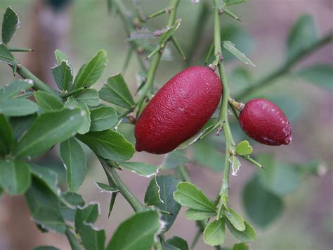 Citrus AustralasicaNative Finger Lime Paten Park Native Nursery