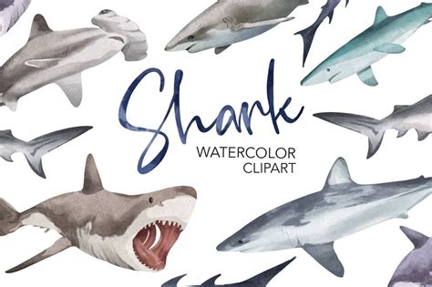 Watercolor Shark Clipart Baby Shark Graphic By Nktkns Creative Fabrica