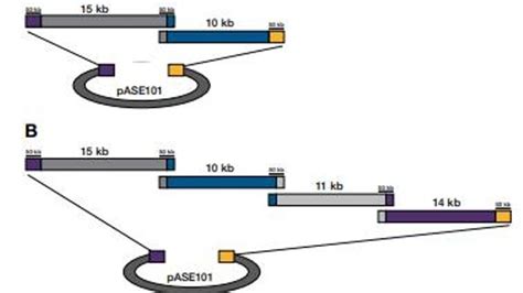 Invitrogen™ GeneArt ™ Gibson Assembly® Cloning: Seamless Cloning Kits for Assembly of Multiple ...