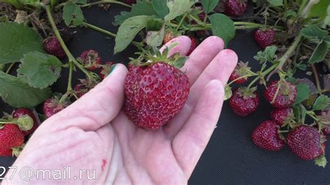 ХОНЕЙ (Honeoye) ранний сорт клубники. - YouTube