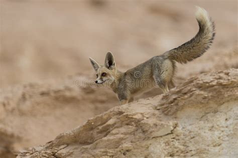 La Ruppells Fox Vulpes Rueppellii En El Parque Nacional Del Desierto