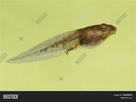 Wood Frog Tadpole Size At Kimberly Peterson Blog