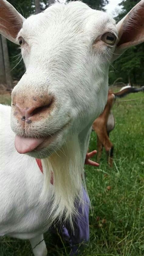 Cheeky Goat With Tongue Out Cute Goats