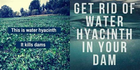 Water Hyacinth Control & Removal | Big Ditch Dam Building Company 1