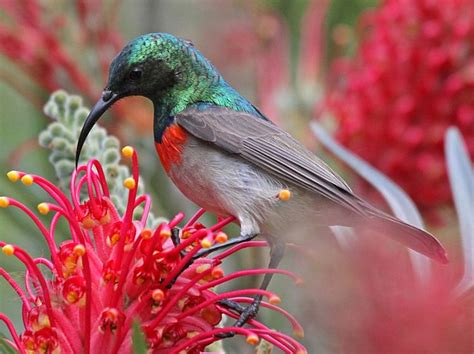 Eastern Miombo Sunbird Or Miombo Double Collared Sunbird Cinnyris