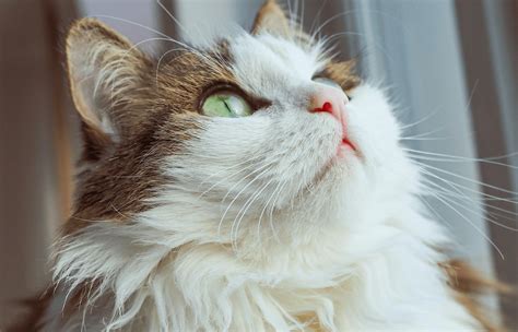 10 Big Cat Breeds: Ranking the Biggest Domestic Cats