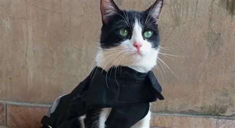 Gatos Mais Bonitos Do Brasil - Concurso elege o gato mais bonito do Brasil - Curta Mais - Goiânia