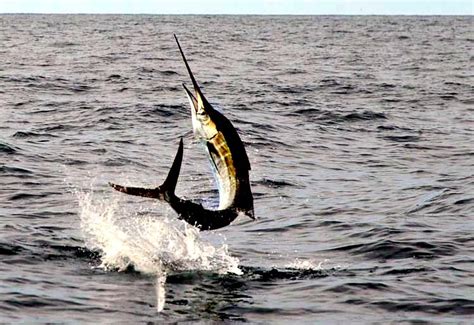 Swordfish Ocean Treasures Memorial Library