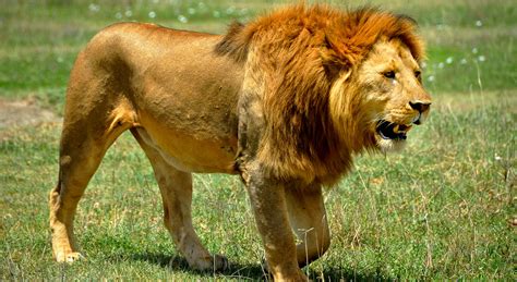 Which Animals Can You See In The Ngorongoro Crater