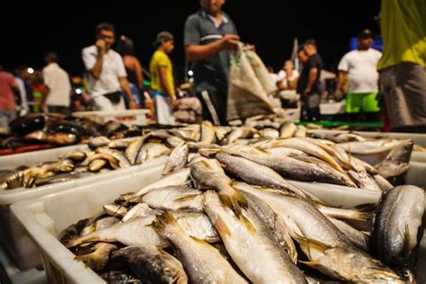 Conheça 6 feiras de Belém para encontrar peixe fresco e barato nesta