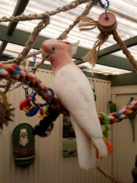 Male Galah Cockatoo Parrots For Sale H Birds Store