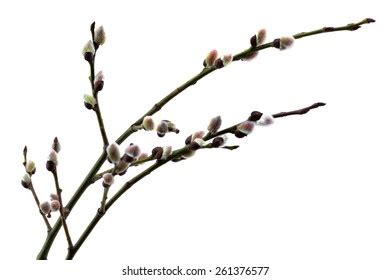 Pussy Willow Branches Budding Buds Against Stock Vector Royalty Free 2129985596