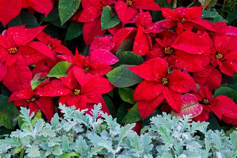 Содержание и уход за пуансетией в домашних условиях