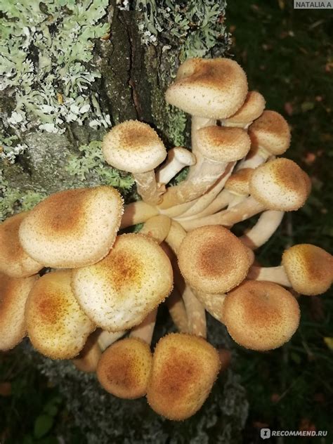 Опенок Осенний Фото И Описание Как Отличить – Telegraph