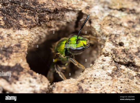 A Pure Green Sweat Bee Augochlora Pura Examines A Cavity In A Dead
