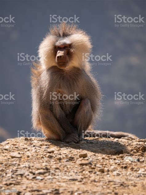 Hamadryas Baboons Up In The Al Souda Mountains In The Abha Region Saudi