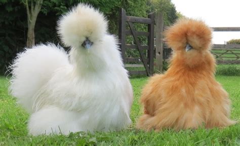 Silkie Chickens Make the Best Pets